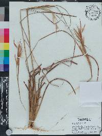 Andropogon longiberbis image