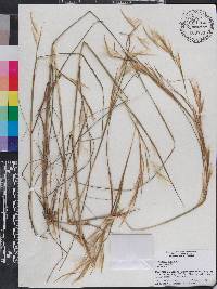 Andropogon virginicus var. virginicus image