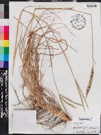 Paspalum notatum var. saurae image