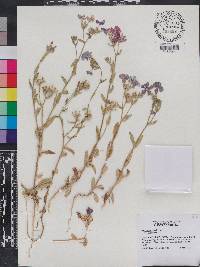 Phlox drummondii image