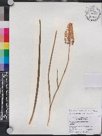 Amianthium muscitoxicum image