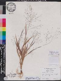 Panicum philadelphicum image