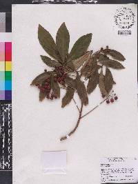 Ardisia crenata image