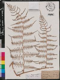 Pteridium aquilinum var. caudatum image