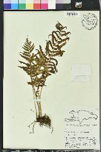 Thelypteris kunthii image