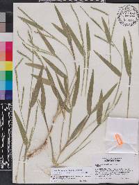 Urochloa plantaginea image