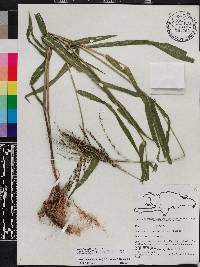 Urochloa fusca image