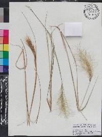 Aristida spiciformis image