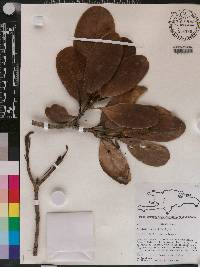 Tabebuia ricardii image