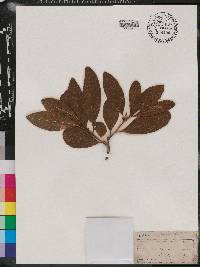 Sideroxylon lycioides image