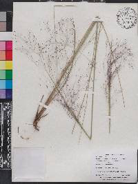 Muhlenbergia capillaris var. capillaris image