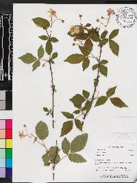 Rubus argutus image