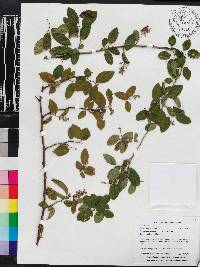 Berchemia scandens image