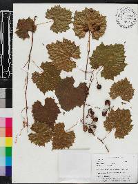 Vitis rotundifolia image