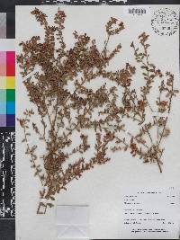 Vaccinium myrsinites image