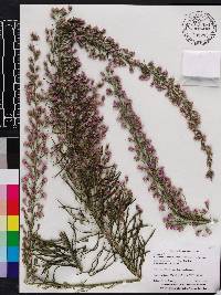 Liatris chapmanii image