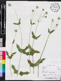 Melanthera nivea image