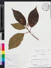 Miconia pyramidalis image