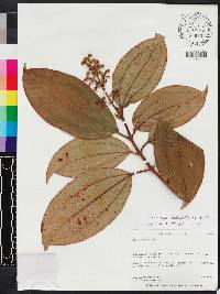 Miconia racemosa image