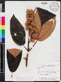 Miconia serrulata image