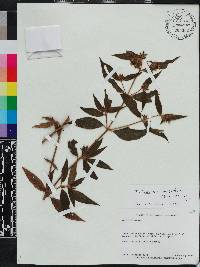 Chaetogastra longifolia image