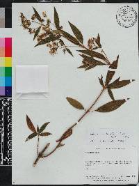 Chaetogastra longifolia image