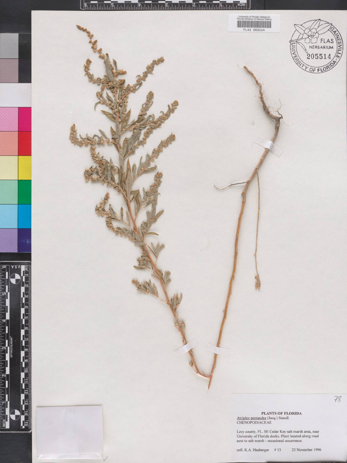 Atriplex cristata image