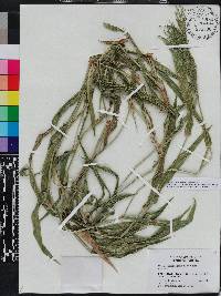 Urochloa adspersa image