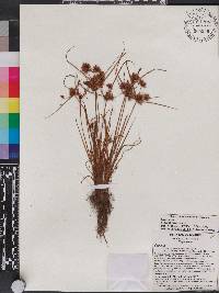 Cyperus squarrosus image