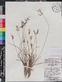 Fimbristylis dichotoma image