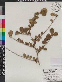 Casearia yucatanensis image
