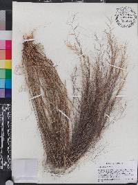 Aristida oligantha image