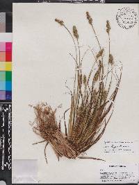 Carex fissa image