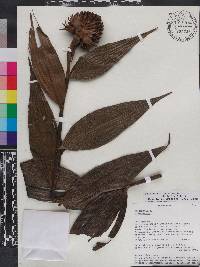 Elleanthus cynarocephalus image