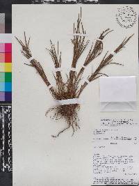Elleanthus graminifolius image