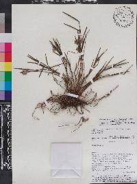 Elleanthus graminifolius image