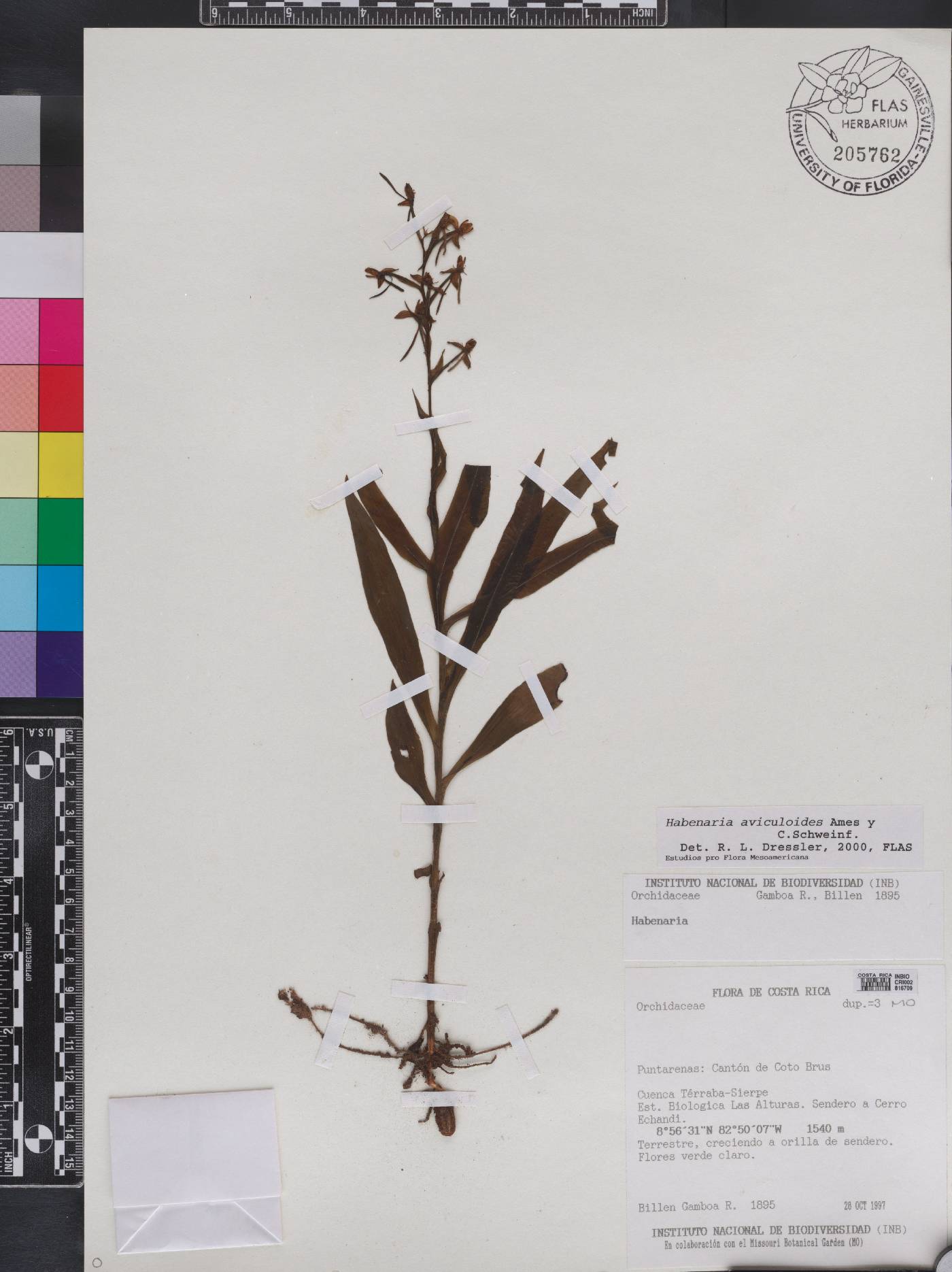 Habenaria aviculoides image