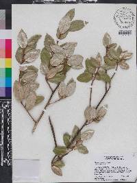 Elaeagnus pungens image