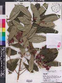 Ardisia crenata image