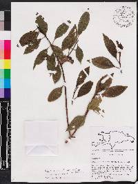 Miconia acuminoides image