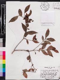 Crossopetalum parviflorum image