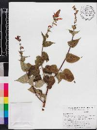 Salvia holwayi image