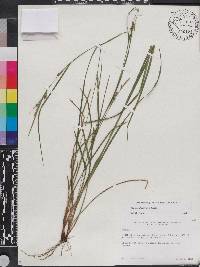 Carex godfreyi image