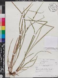 Carex godfreyi image