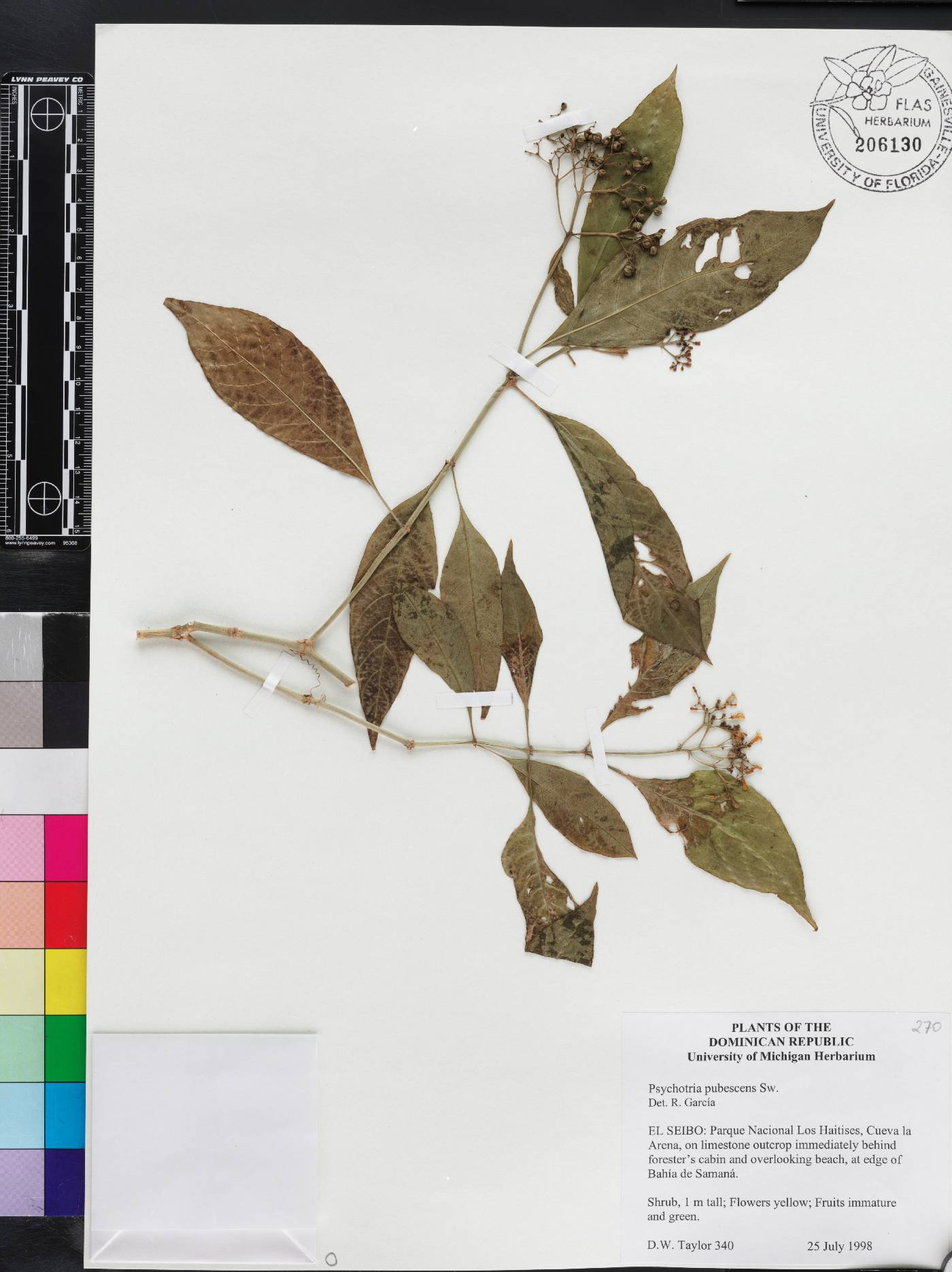 Psychotria pubescens image
