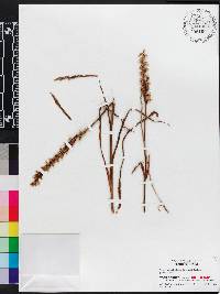 Spiranthes ochroleuca image