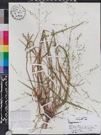 Kellochloa verrucosa image