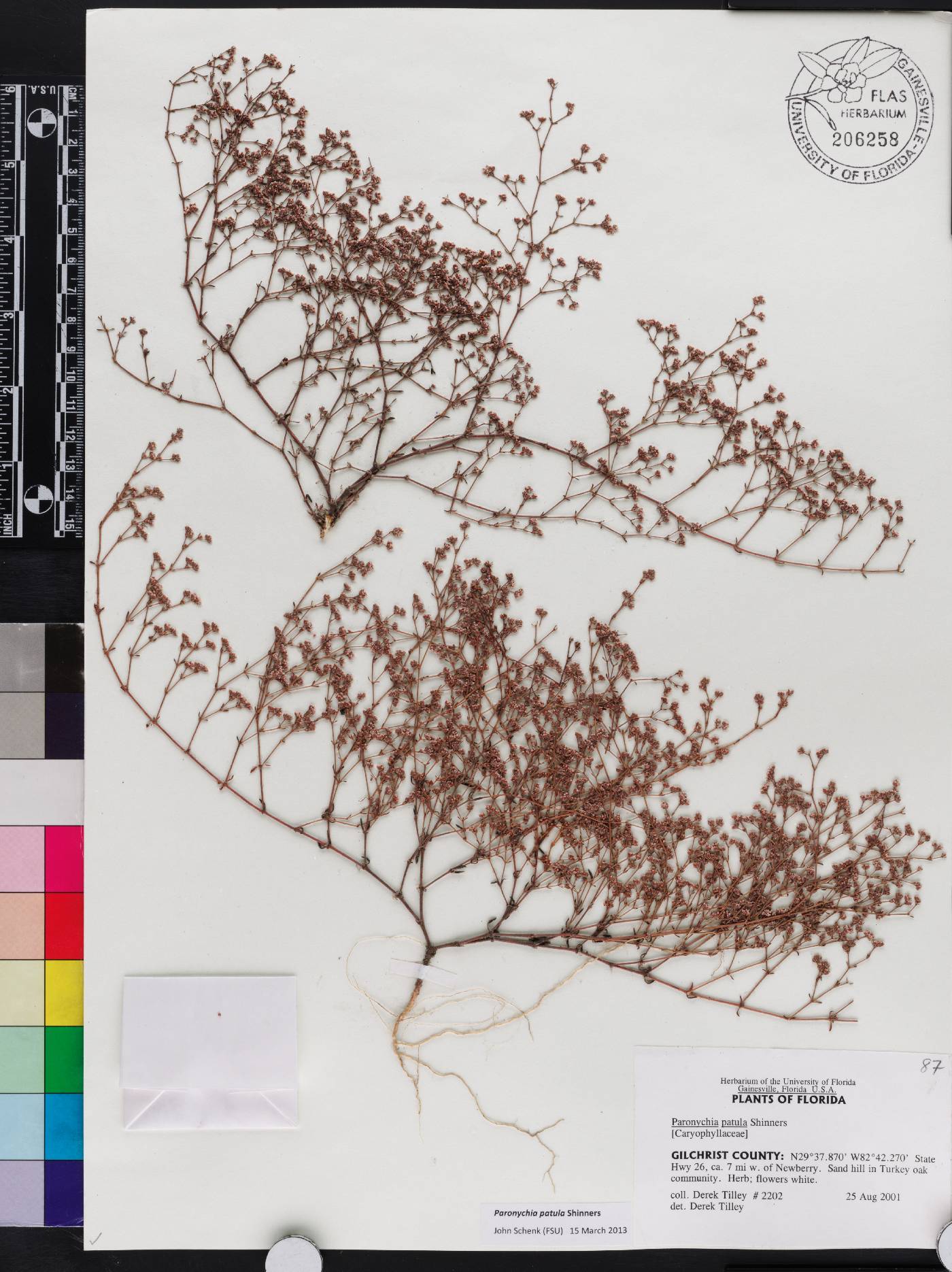 Paronychia patula image