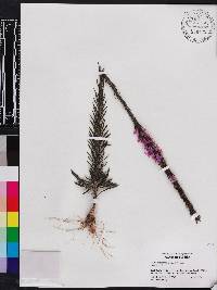 Liatris chapmanii image