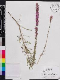 Liatris chapmanii image